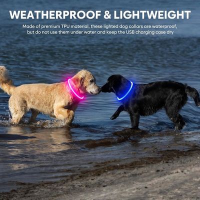 LED Glow Dog Collar with Customized Logo USB Rechargeable Waterproof 3 Flashing Modes