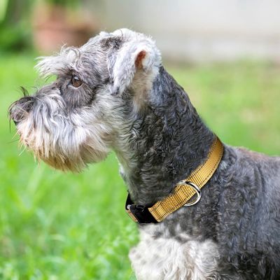 Adjustable Nylon Reflective Pet Dog Collar And Leash Set With Soft Padded Neoprene