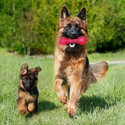 Customizable TPR Bone Shape Pet Toy for Aggressive Chewers Non-toxic and Durable